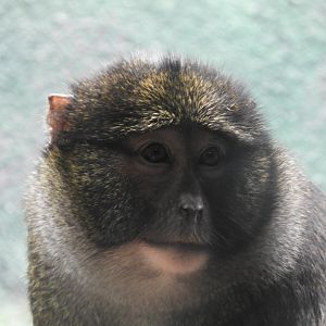Allen's Swamp Monkey (Allenopithecus nigroviridis)