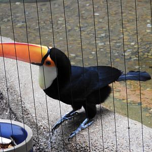 Toco Toucan (Ramphastos toco)
