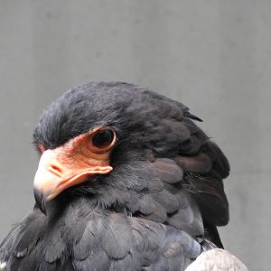 Bateleur (Terathopius ecaudatus)