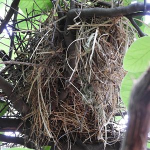 Nest of White-Headed Buffalo Weaver (Dinemellia dinemelli)