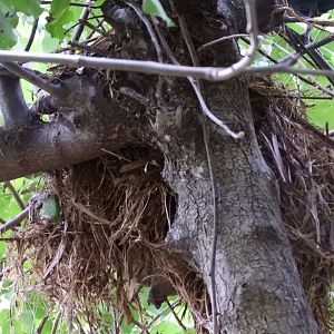 Nest of White-Throated Ground Dove (Alopecoenas xanthonurus)