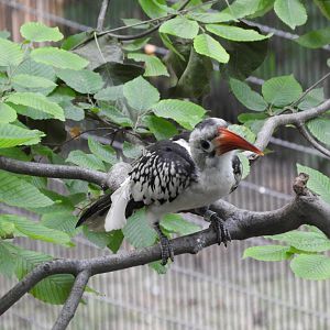 Red-Billed Hornbill (Tockus erythrorhynchus)