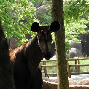 Okapi (Okapia johnstoni)