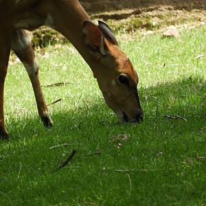 Lowland Nyala (Tragelaphus angasii)