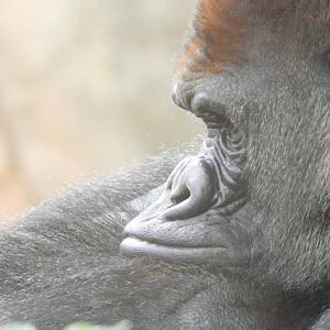 Western Lowland Gorilla (Gorilla gorilla gorilla)