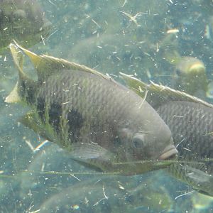 Spotted Tilapia (Pelmatolapia mariae)