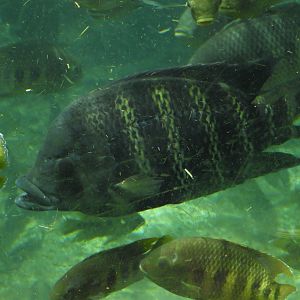 Zebra Tilapia (Heterotilapia buttikoferi)