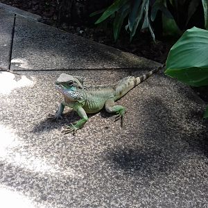 Asian Water Dragon