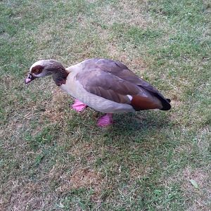 Egyptian Goose