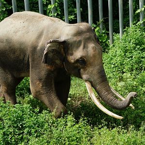 Asian elephant