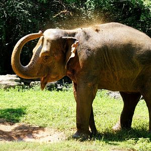 Asian elephant