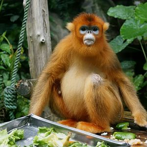 Golden snub-nosed monkey