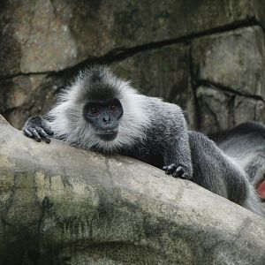 Indo-Chinese silver langur