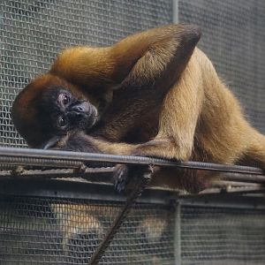 Geoffroy's spider monkey