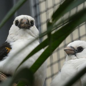 White-headed Buffalo Weaver