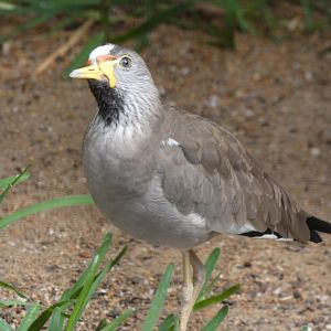 African Wattled Lapwing