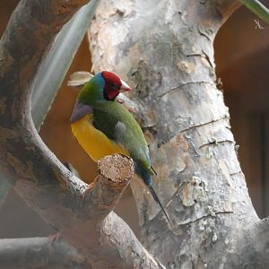 Gouldian Finch
