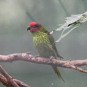 Goldie's Lorikeeet