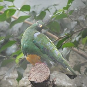 Orange-bellied Fruit-dove