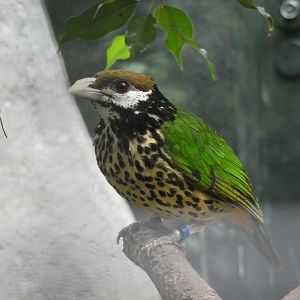 White-eared Catbird