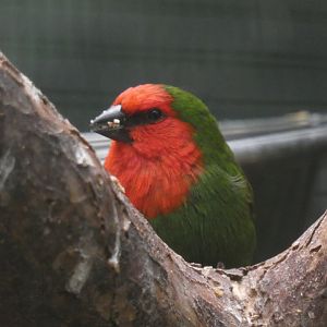 Red-throated Parrotfinch
