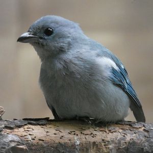 Blue-grey Tanager