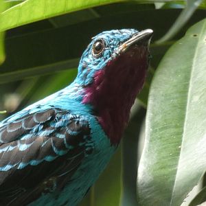 Spangled Cotinga