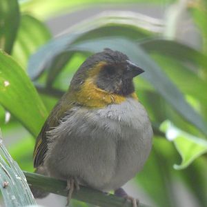 Cuban Grassquit