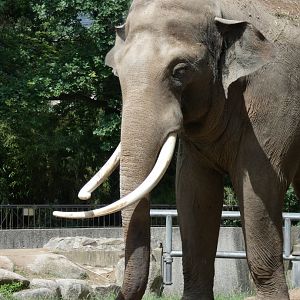 Asian Elephant Bull