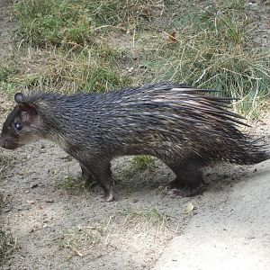 African Brush-tailed Porcupine