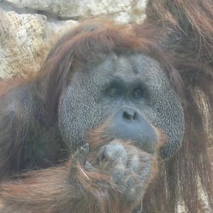 Male Sumatran Orang-utan (Mano)