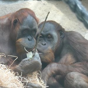 Sumatran Orang-utans (Bini & Bulan)