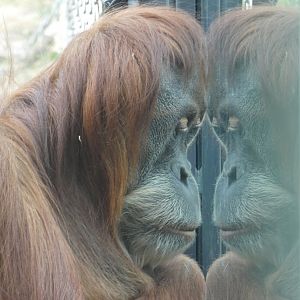 Female Sumatran Orang-utan (Djasinga)