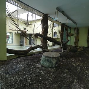 Chimpanzee Indoors