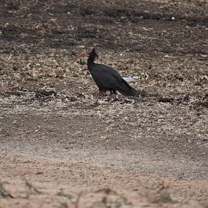 Wild Northern bald ibis - (Souss-Massa National Park)