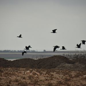 Wild Northern bald ibis - (Souss-Massa National Park)