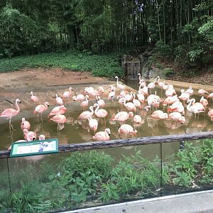 Chilean flamingos