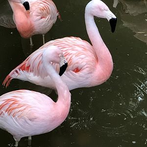 Chilean flamingos
