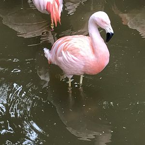 Chilean flamingo