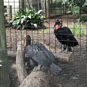 Southern ground hornbills