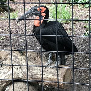 Zazu