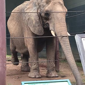 African elephant-Tara