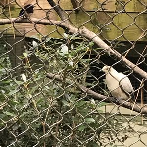 Violet-backed starling & Pied imperial pigeon