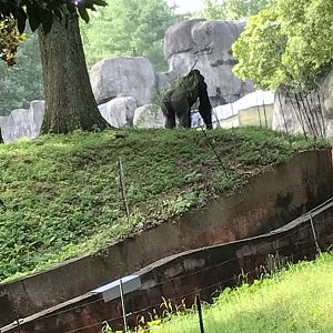 Western lowland gorilla