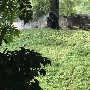 Western lowland gorilla