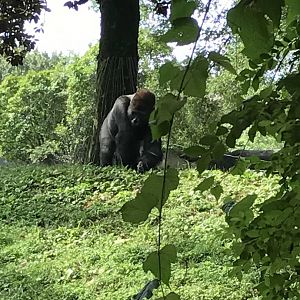 Western lowland gorilla