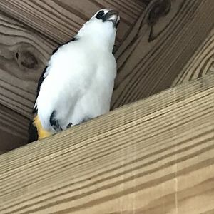 White-headed buffalo weaver