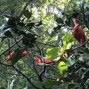 Scarlet ibis