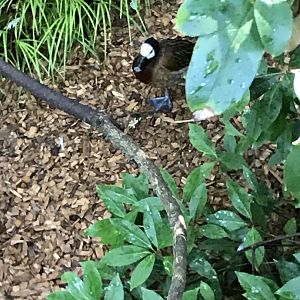 White-faced whistling duck