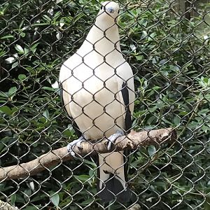 Pied imperial pigeon